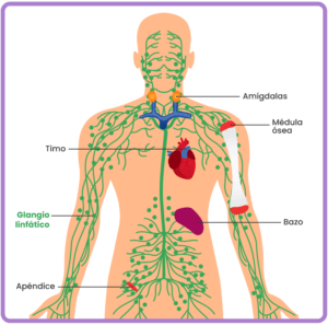 dónde aparece el cáncer de linfoma